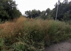 «Попробуем поменять ситуацию с аллергенной растительностью»: власти региона решили взяться за амброзию