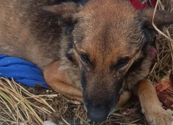 Зоозащитники борются за жизнь пса, отравившегося костями в Шахтах