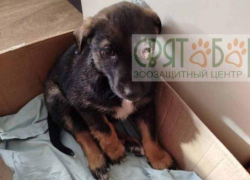 Нелюди расстреляли из пневматики стаю щенков на Артеме в Шахтах — выжил только один