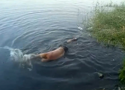 Не тонет к счастью, но плавает: пьяный мужчина до позднего вечера держал в напряжении спасателей