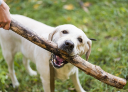 В Шахтах суд отказал хозяевам собаки, требовавшим от ветеринарной клиники почти полмиллиона рублей за смерть животного