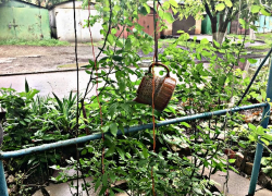 Дожди отступили: погода в Шахтах