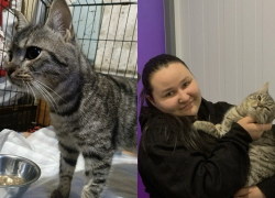 Кот, которого бросили на морозе в Шахтах, нашел любящую семью