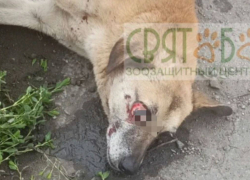 Волонтеры спасают собаку, попавшую под колеса автомобиля в Каменоломнях