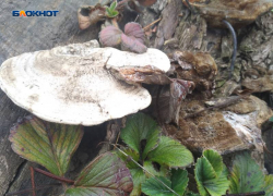 Ноябрьское солнце вновь проглянет сквозь тучи