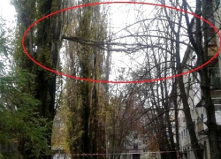 Огромная ветка два месяца весит на высоте четвертого этажа над тротуаром в Шахтах