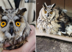Раненая сова из Батайска обрела дом в Малинках