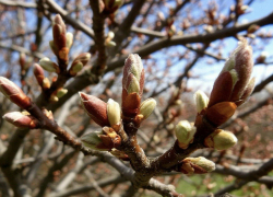 В Ростовской области 8 марта прогнозируют теплую и солнечную погоду