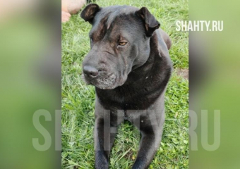 Парня без сознания нашли недалеко от става ХБК в Шахтах — с ним была собака 