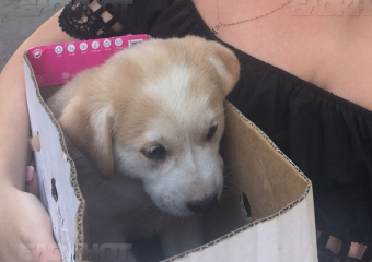 Живодёрам и садистам в Шахтах светит до пяти лет тюрьмы