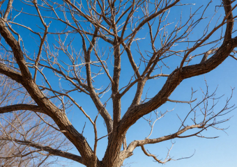 Жители поселка Таловый в Шахтах борются за обрезку кустарников вдоль тротуара