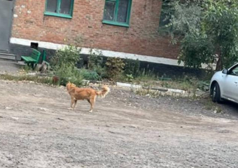 В Шахтах хозяйку собак оштрафуют после жалоб жителей на самовыгул