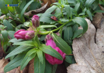 Осенняя зима продолжается