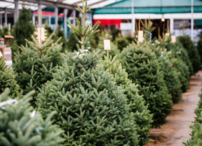 Сезон живых ёлок в Шахтах: когда открываются ёлочные базары и сколько стоят деревья