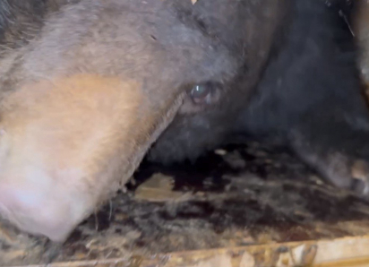 Гималайская медведица прилетела в парк «Малинки» из Владивостока