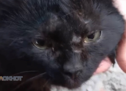 Неизвестные стреляют из пневмата по домашним котам на улице Милиционной в Шахтах