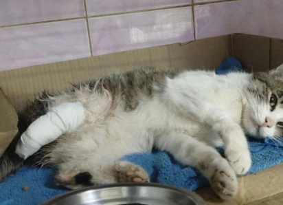 Волонтеры из Шахт спасают кота с раздробленной лапой 