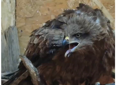Краснокнижный коршун, который попал в аварию на дороге, будет жить в «Малинках»