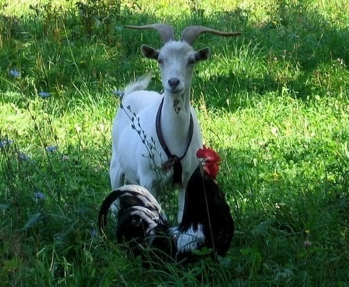 В Александровском парке Шахт появятся петух и коза