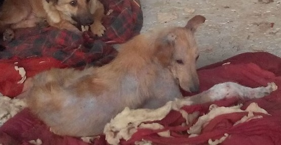 Ветеринары в Шахтах усыпили 13 бездомных собак
