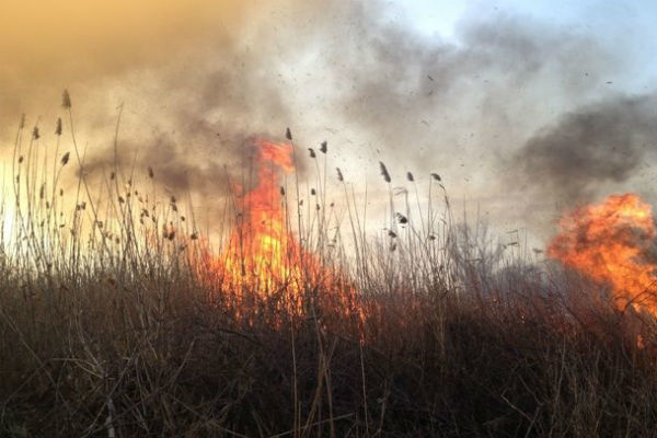 226 возгораний сухой травы с начала года случилось на Дону