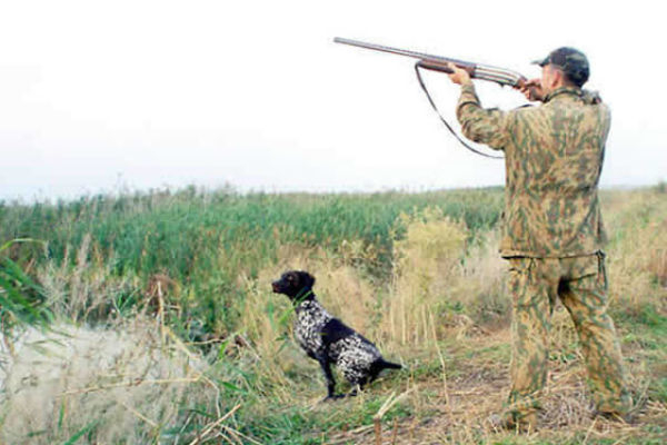 Шахтинские охотники открыли сезон на полевую дичь с подружейными собаками
