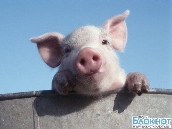 Продукция с вирусом Африканской чумы свиней могла попасть на прилавки в городе Шахты
