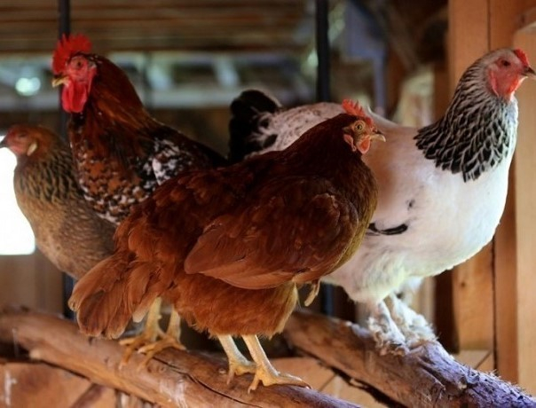 В Шахтах проводится бесплатная вакцинация домашних птиц