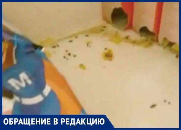 В соседнем с Шахтами Новошахтинске мыши атаковали гипермаркет «Магнит»