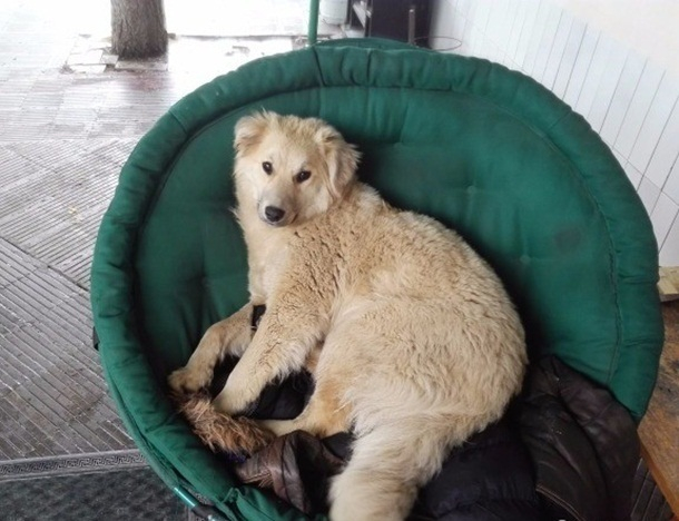 Шахтинские зоозащитники спасли от догхантеров собаку