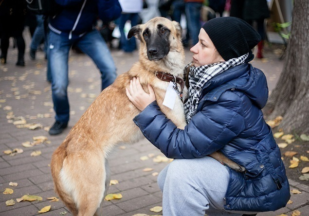 В Шахтах в Александровском парке пройдет выставка собак