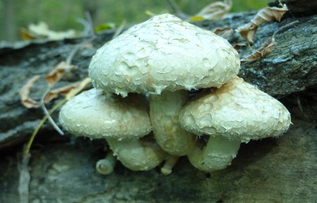 Шахтинцы отравились собранными грибами
