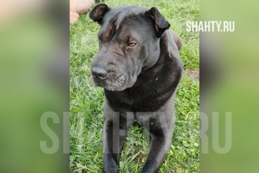 Парня без сознания нашли недалеко от става ХБК в Шахтах — с ним была собака 