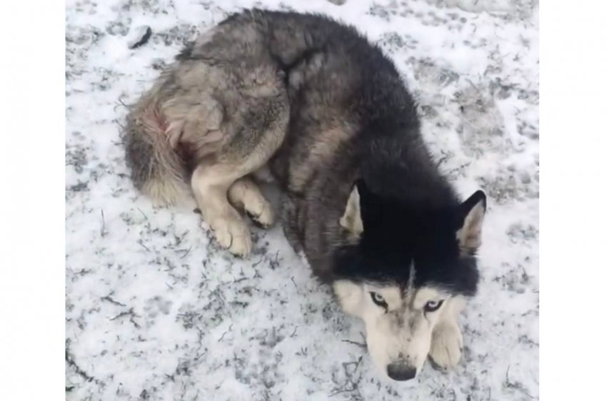 Бездомного хаски с тяжелой опухолью спасают волонтеры в Шахтах