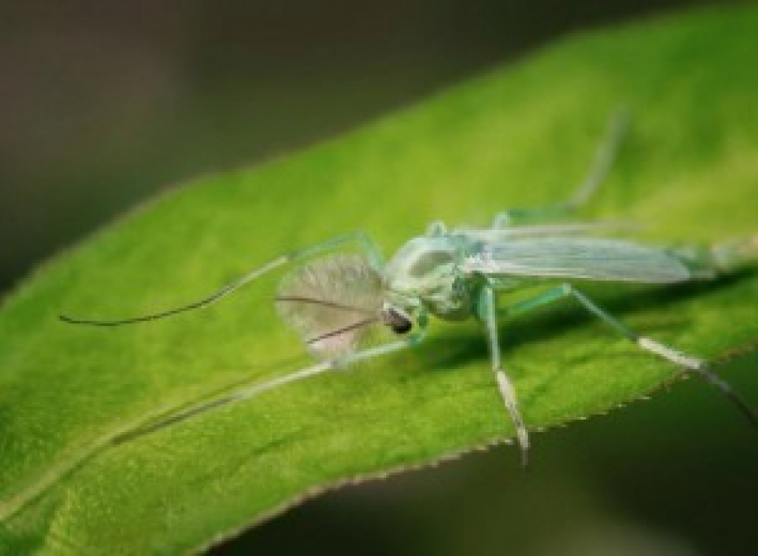 Полчища зеленых гудящих комаров замечены недалеко от Шахт