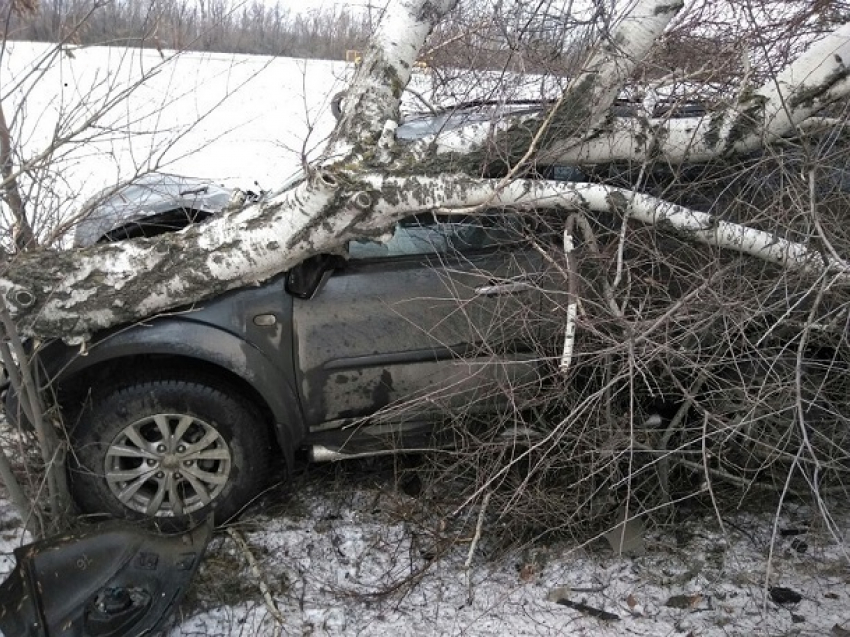 В результате аварии дерево раздавило внедорожник на трассе М-4 под Шахтами