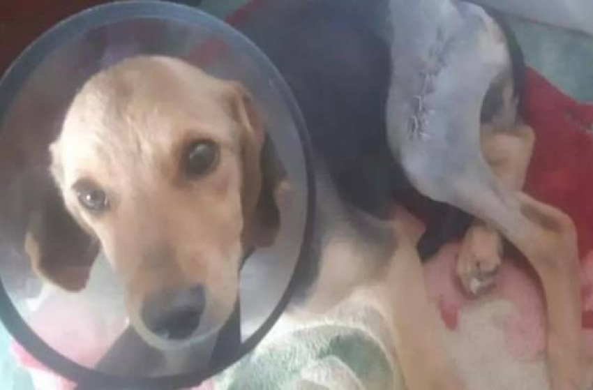 Волонтёры спасли пса с оторванным хвостом в Шахтах