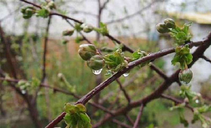 Весна «распускается»: погода в Шахтах и примета дня