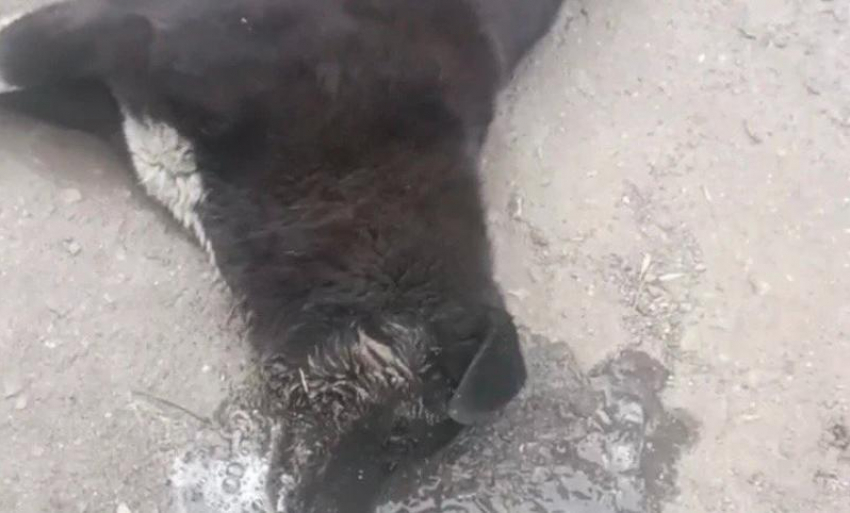 Волонтерам не удалось спасти жизнь отравленного пса в Шахтах