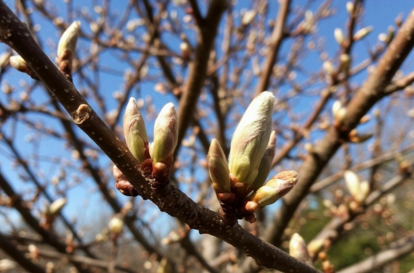 В последние дни февраля жителей города Шахты ждёт переменчивая и непредсказуемая погода