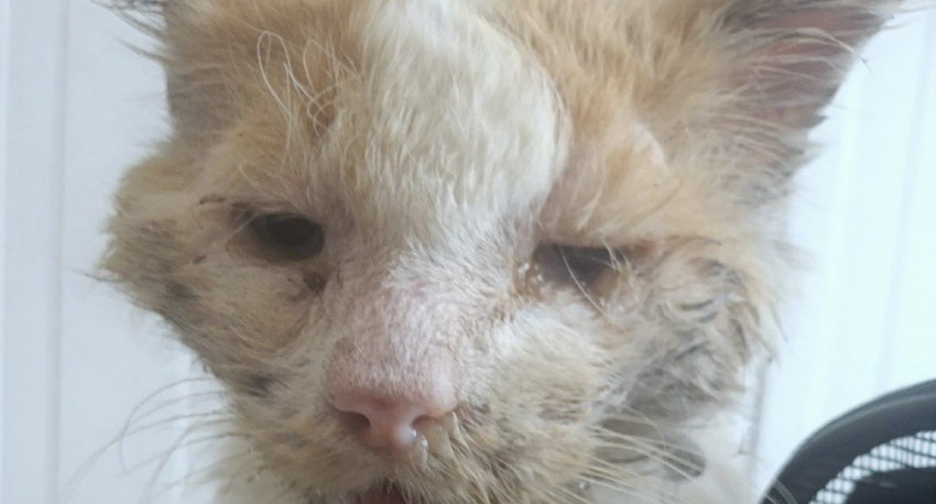 Волонтеры из Шахт борются за жизнь кота, который больше похож на живой труп