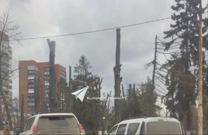 Жители Шахт недовольны обрезкой деревьев на площади Ленина
