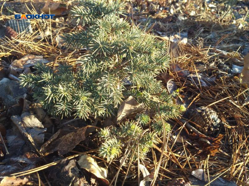 Последний день осени будет пасмурным, но с небольшими прояснениями