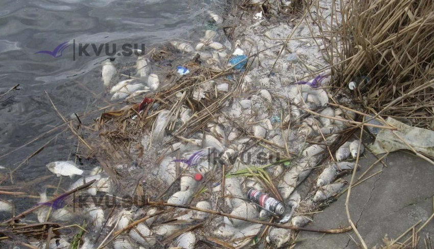 В Минприроды прокомментировали гибель рыбы в Грушевском водохранилище в Шахтах