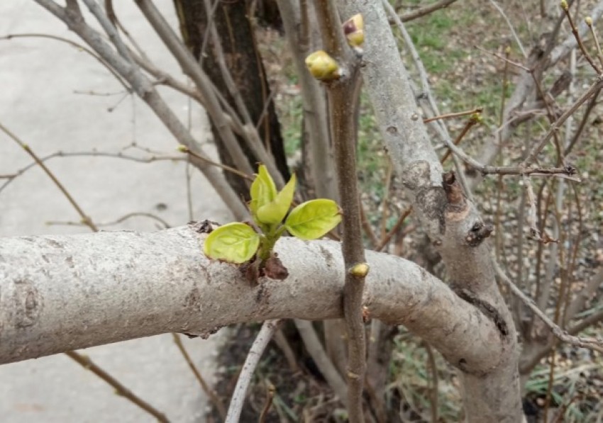 «Легкой походкой пришла к нам весна»: погода в Шахтах и приметы дня 