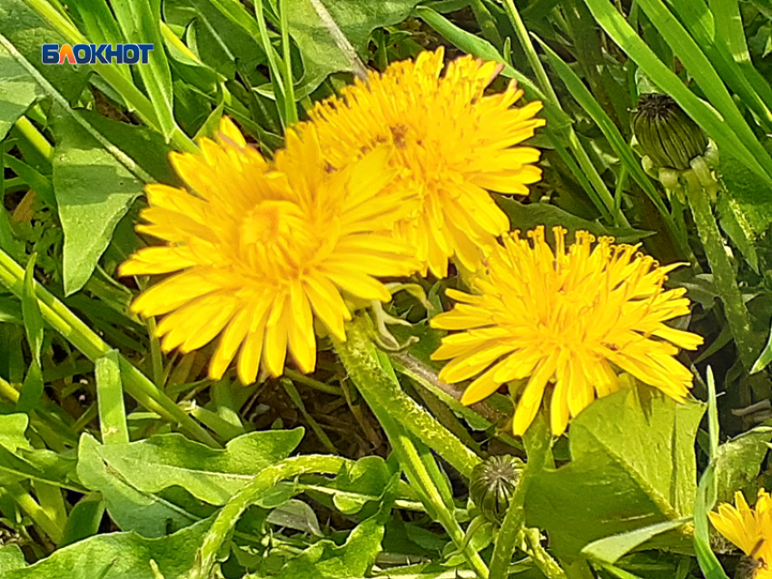 Солнечно в Шахтах будет лишь с утра, а затем пасмурно и относительно прохладно