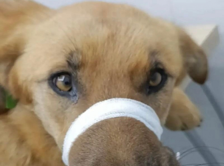 Волонтеры спасают истощенную собаку в Шахтах