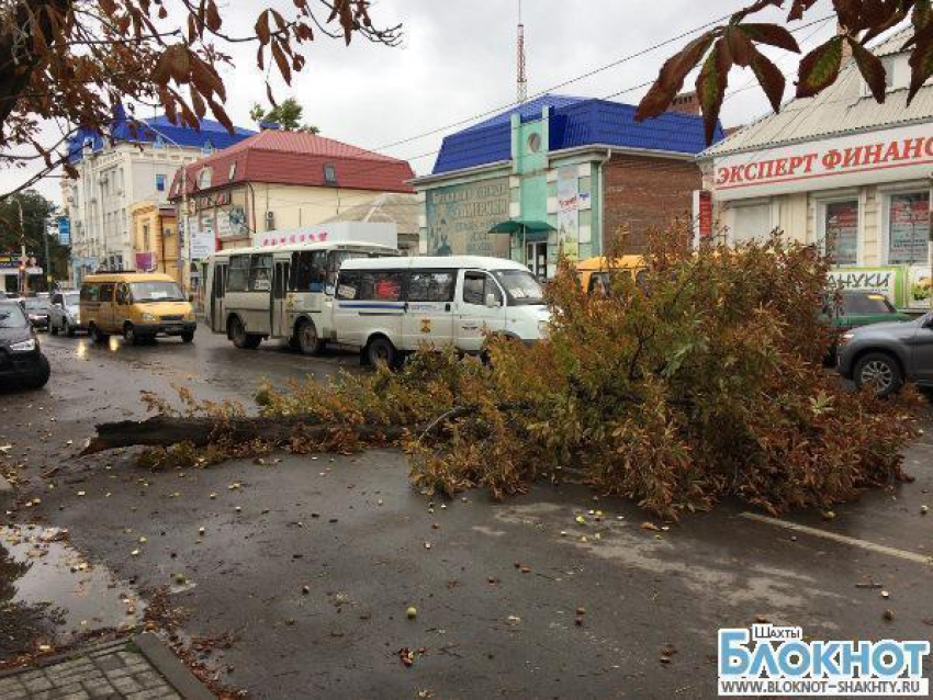 В центре города Шахты на проезжую часть рухнул каштан