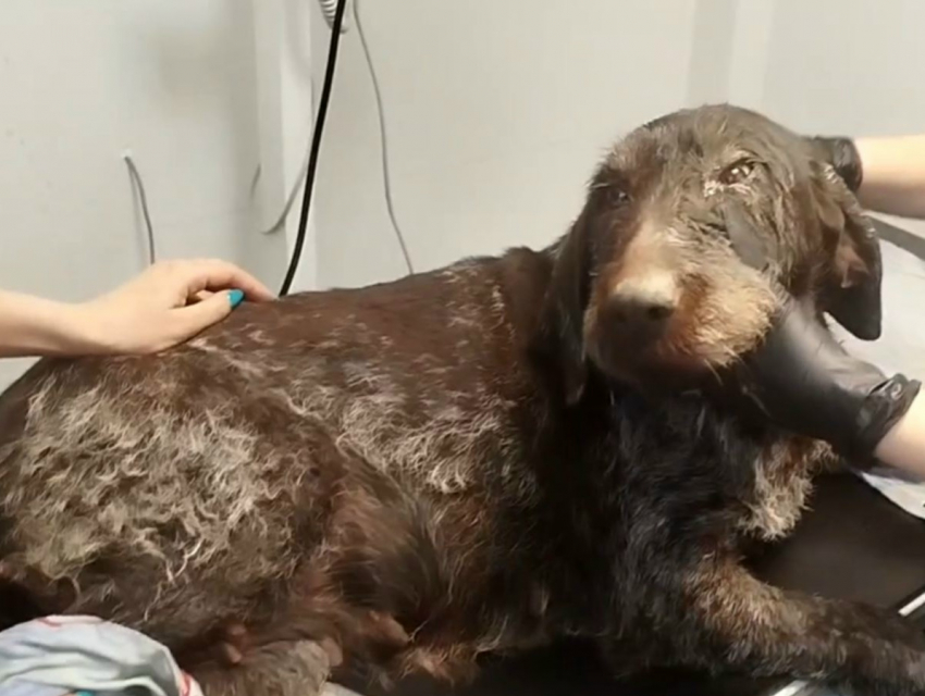 Нашлись хозяева собаки, которую накануне сбила машина в Шахтах