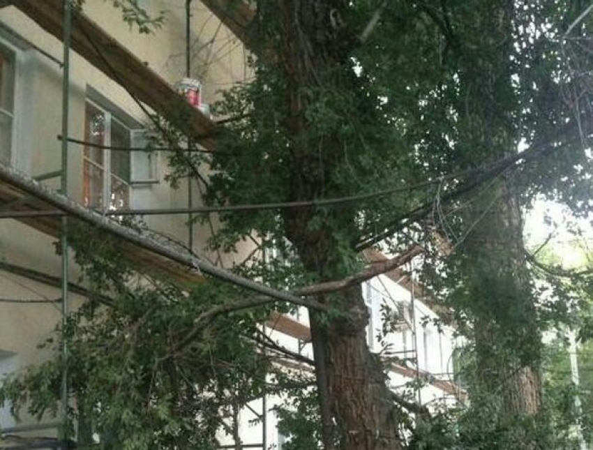 Аварийное дерево угрожает жителям на улице Садовая в Шахтах
